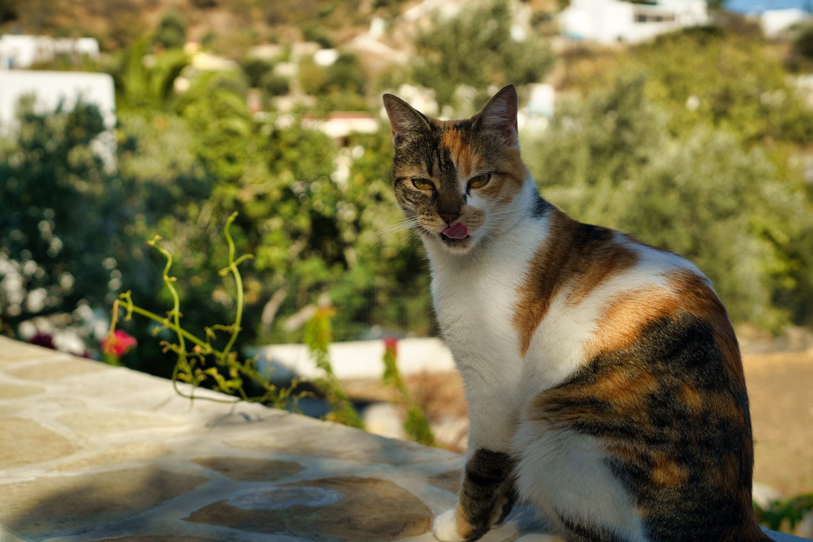chats de leros